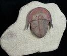 Colorful Harpides Trilobite - Draa Valley, Morocco #11826-5